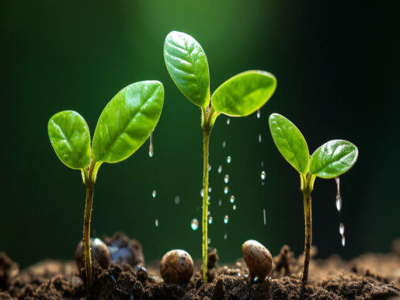 Tác dụng của axit humic trong việc cải tạo đất