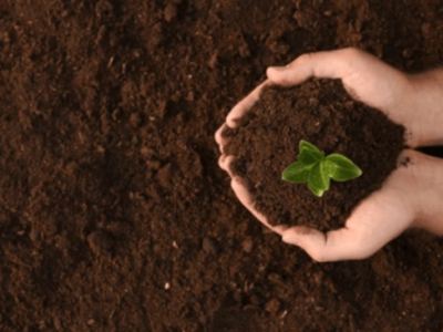 Tác dụng của axit humic trong việc cải tạo đất - tác dụng hóa học