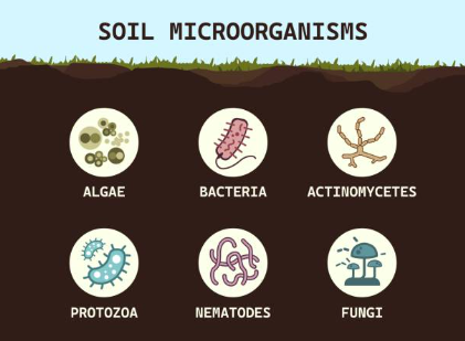 Tác dụng sinh học.jpg