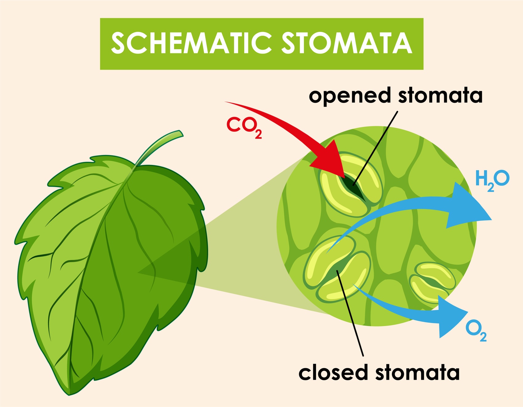 Tác dụng thúc đẩy của axit fulvic lên sự tăng trưởng của cây trồng và ứng dụng của nó trong sản xuất nông nghiệp.jpg
