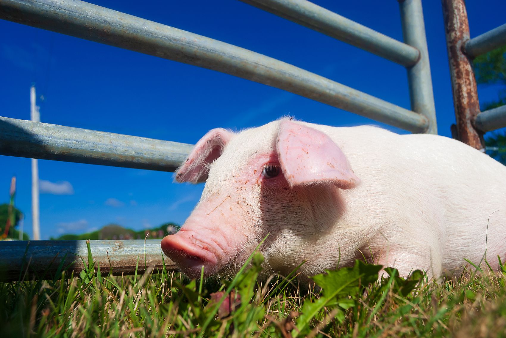 Mảnh Natri Humate chất lượng cao của Trung Quốc với giao hàng an toàn.jpg